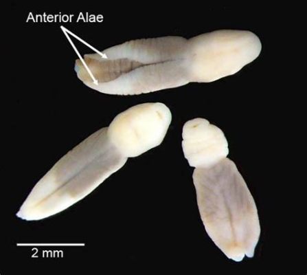  Alaria! The Fascinating Parasite That Can Turn Your Fish into Zombies