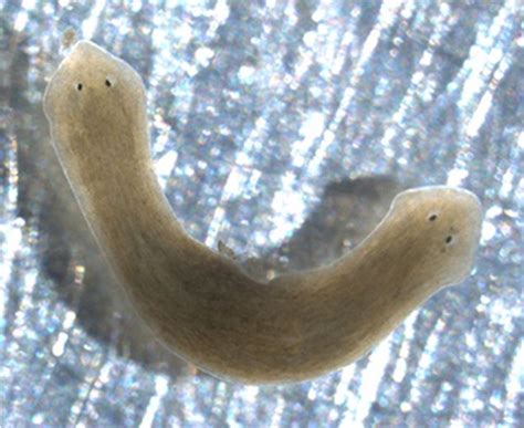  Bicircus:  The Curious Case of the Two-Circle Flatworm!