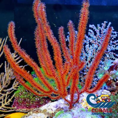  Red Gorgonian: A Breathtaking Underwater Jewel Exhibiting Stunning Polyp Colonies and Enchanting Bioluminescent Displays!