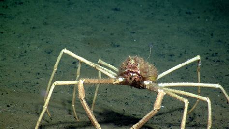  Woolly Spider Crab: A Deep-Sea Delight with a Fuzzy Exterior