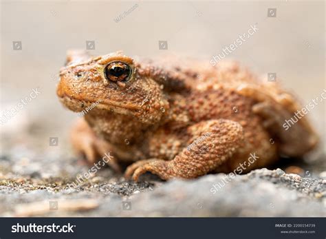  Bufo!  Một Con Ếch Ngồi Tĩnh Lặng Như Phật Nhưng lại Vận Đông Gần Như Một Đại Gia