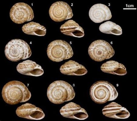  Iberus Gigas: A Gastropod With Stunning Shell Patterns That Will Leave You Amazed by Its Slow-Paced Charm