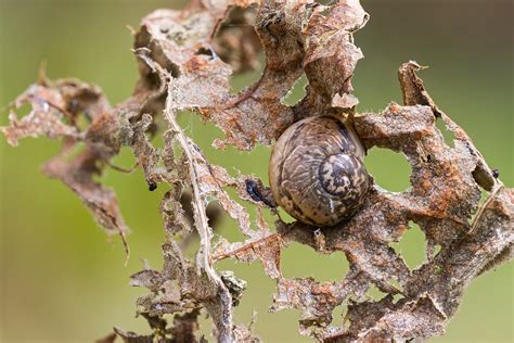  Orthomorpha: Những Con Ốc Đất Giảm Cân Khéo Léo với Kỹ Năng Tàng Hình Siêu Sao