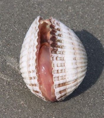  Petricolina! Unlocking the Secrets of this Strikingly Colorful Bivalve