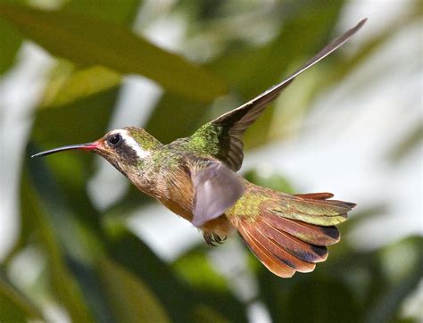  Xantus's Hummingbird: A Tiny Jewel With Wings That Beat Like Lightning!